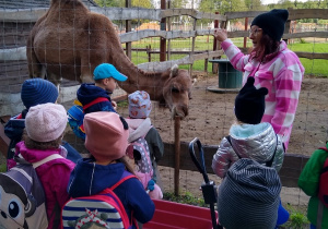 Dzieci stoją przed wybiegiem dla wielbłąda. Przewodniczka opowiada o zwierzęciu.